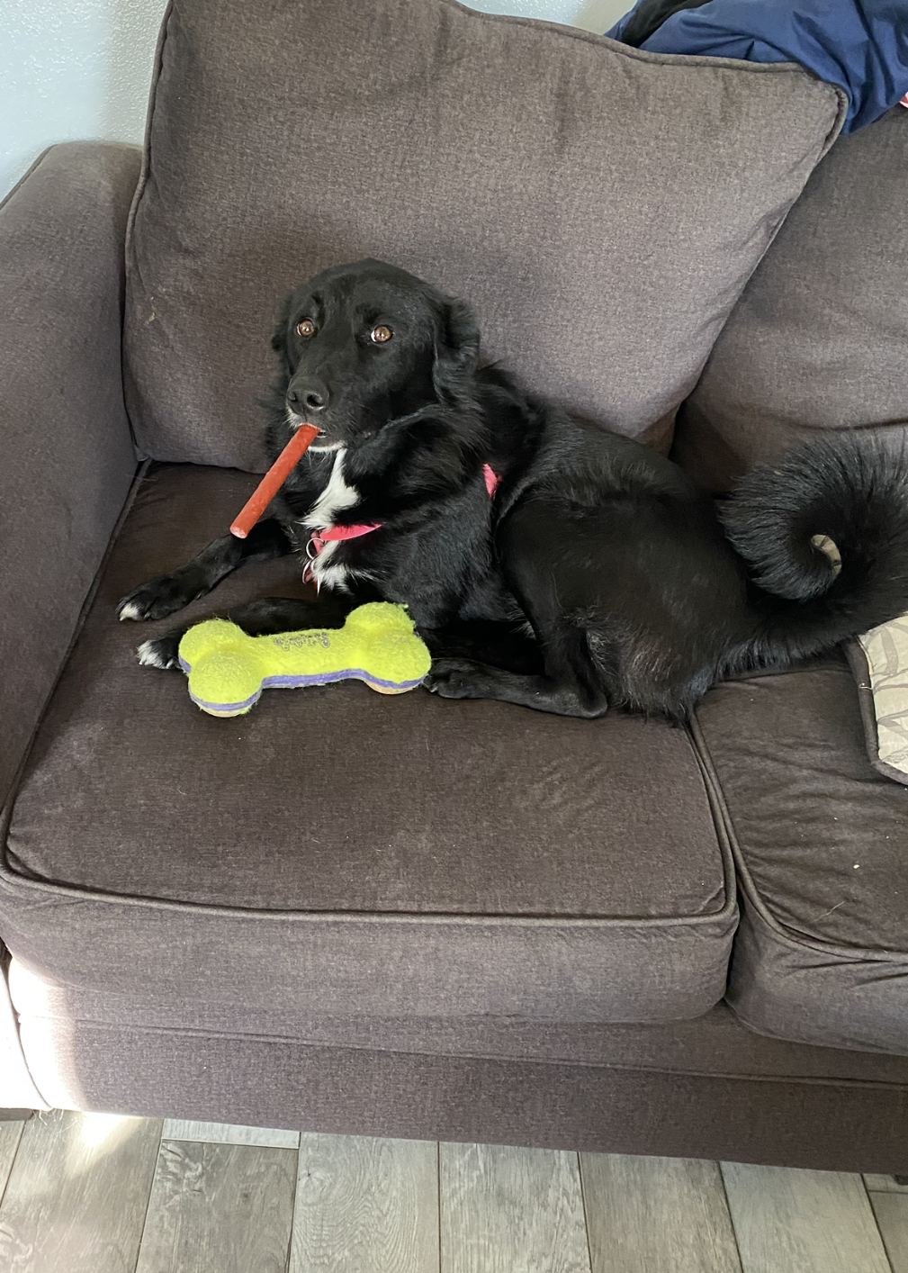 Tippy, the friendly mascot at Scalar Wave Therapy